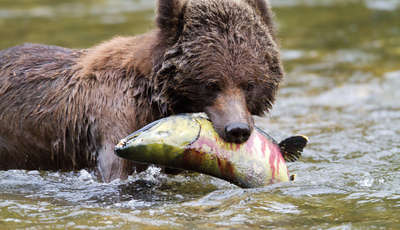 Bears in the Great Bear Rainforest, British Columbia, Canada